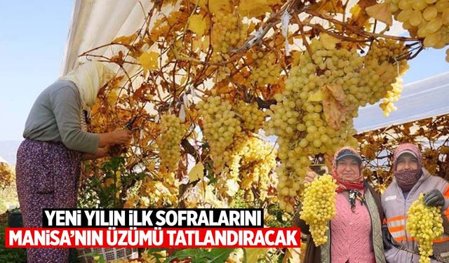 Manisa’nın altın üzümleri yılbaşı sofralarını taçlandıracak