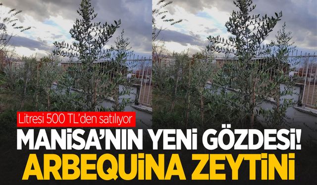 Manisa’nın yeni gözdesi: Arbequina zeytini