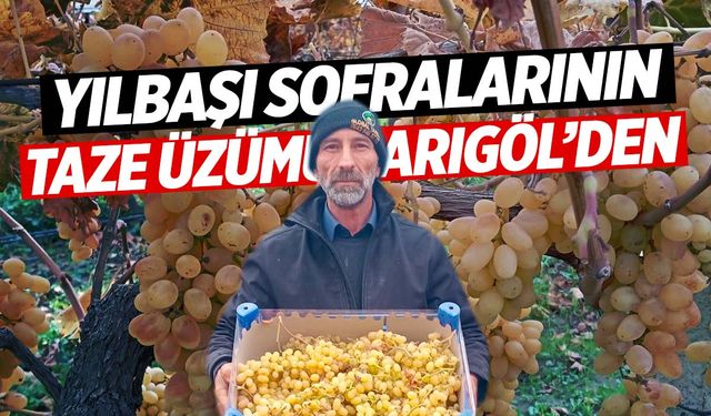 Sarıgöl'ün üzümü yılbaşı sofralarını süsleyecek!