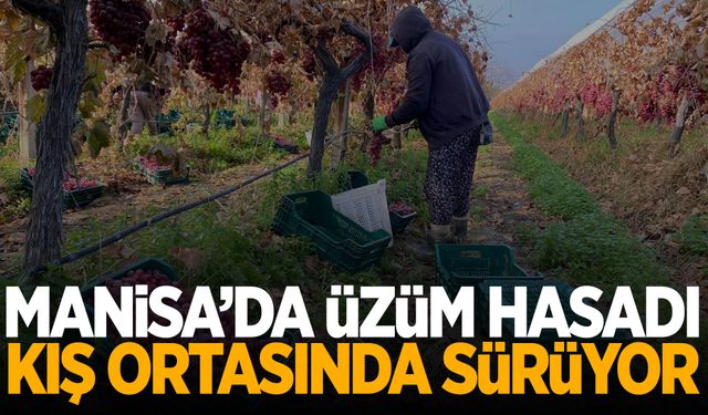 Sarıgöl'de üzüm hasadı kış ortasında devam ediyor