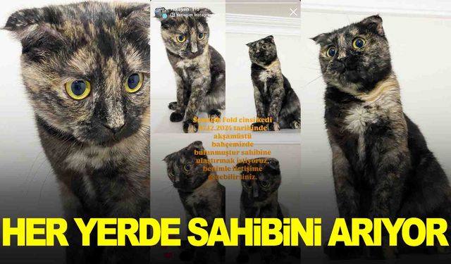 Manisa’da bulunan kedi sahibini arıyor