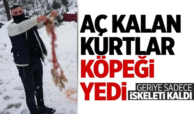 Tüyler ürperten görüntü! Aç kalan kurtlar köpeği yedi… Geriye sadece iskeleti kaldı!