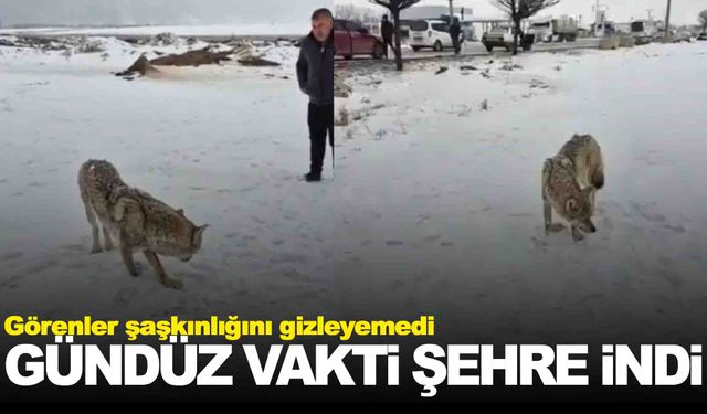 Yaralı kurt gündüz vakti şehre indi!