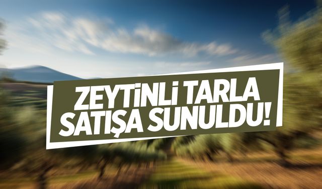 Zeytinli tarla mahkemeden satışa çıkarıldı