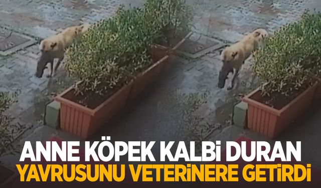 Anne köpek kalbi duran yavrusunu veterinere getirdi