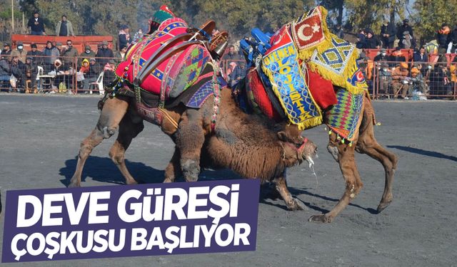 Gölmarmara’da deve güreşi festivali başlıyor!