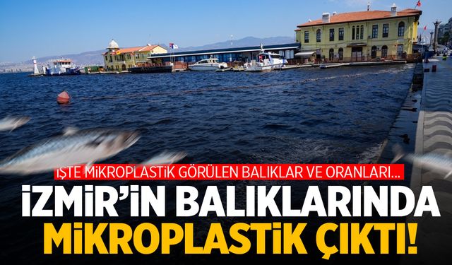 İzmir'in balıklarında mikroplastik çıktı! İşte o balıklar...