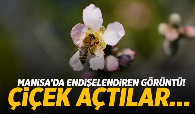 Manisa’da endişelendiren görüntü! Çiçek açtılar…