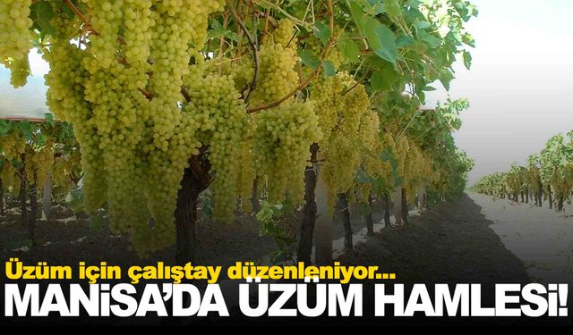 Manisa’da üzüm masaya yatırılacak… İşte izlenecek yol haritası!