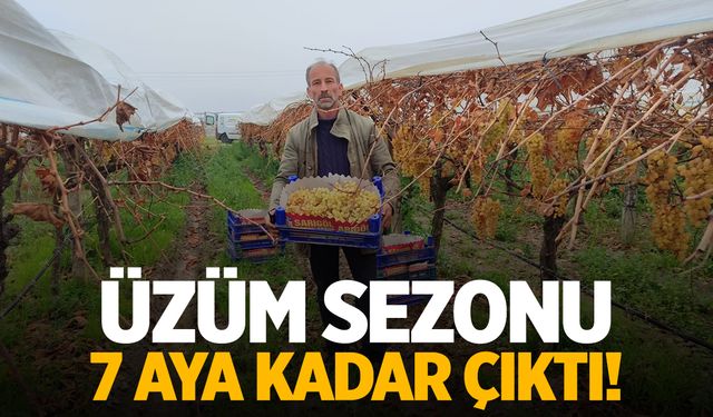 Manisa'da üzüm sezonu 7 aya kadar çıktı!