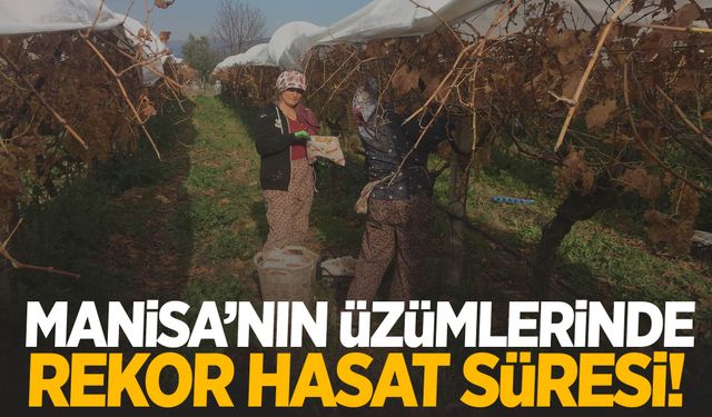 Manisa’nın üzümlerinde rekor hasat süresi!