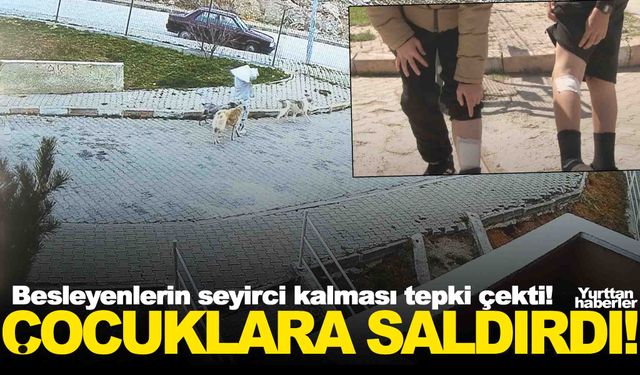Sokak köpekleri çocuklara saldırdı… Besleyenlerin seyirci kalması tepki çekti!