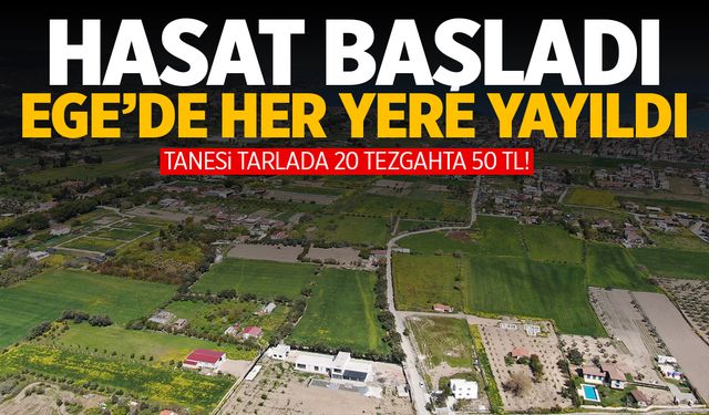 Ege'de her yere yayıldı! Hasat başladı... 50 TL'yi buluyor