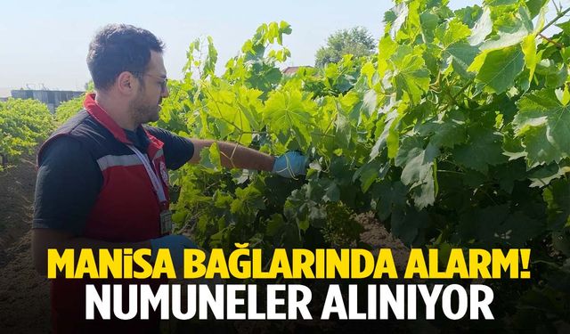 Manisa bağlarında alarm… Numuneler alınarak analiz yapılıyor!