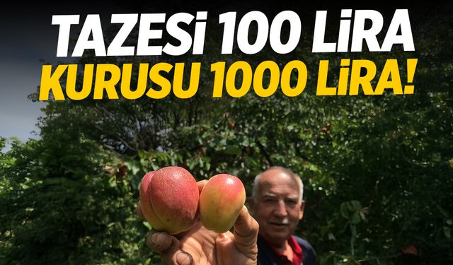 Tazesi 100 kurusu 1000 lira