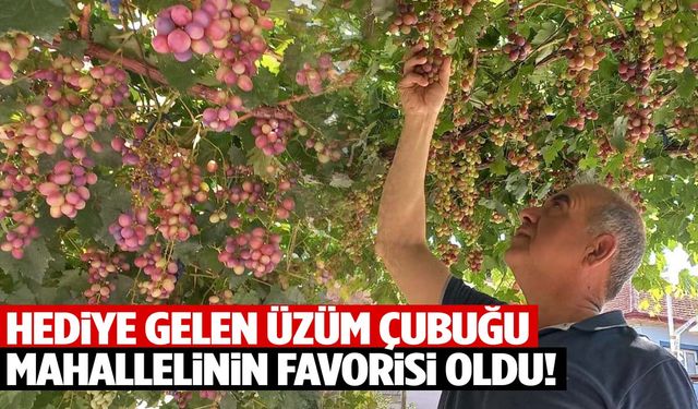 Yıllardır evinin önünde yetiştiriyor… Manisa’da hediye gelen üzüm çubuğu mahallelinin favorisi oldu!