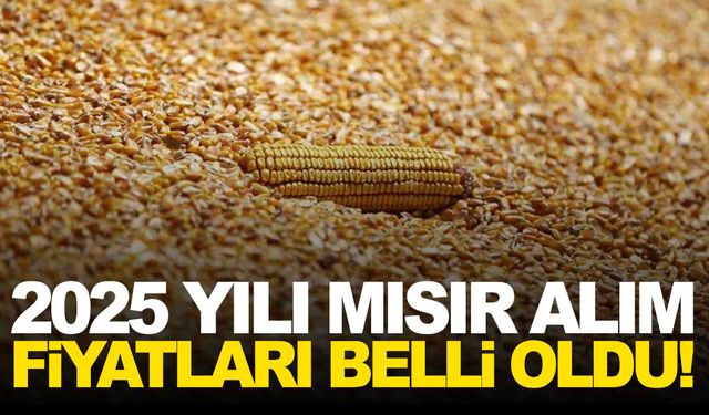 2025 yılı mısır alım fiyatları belli oldu… TMO’dan açıklama var!