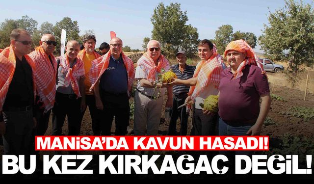 Manisa’nın ilçesinde kavun hasadı… Bu kez Kırkağaç değil!