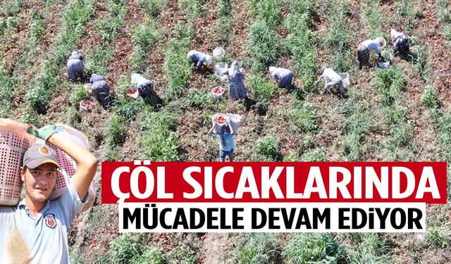 Saatte 250 TL: Ege’de işçileri güneş bile durduramıyor