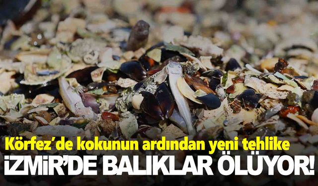 İzmir Körfezi’nde balık ölümleri başladı