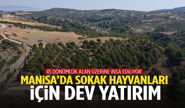 Manisa’da sokak hayvanları için dev yatırım: Projede sona yaklaşıldı…