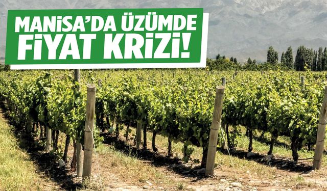 Manisa’da üzümde fiyat krizi!