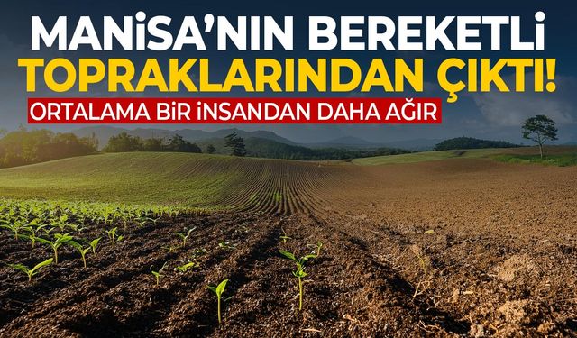 Manisa'nın bereketli topraklarından çıktı! Ortalama bir insandan daha ağır