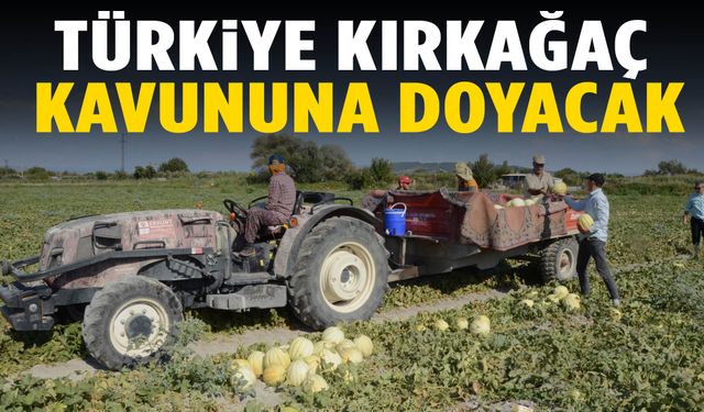 Türkiye’nin kavun ambarı Kırkağaç’ta hasat başladı!