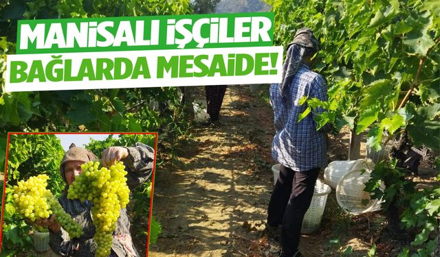 Manisa’dan dünyaya açılıyor: Üzüm mesaisi başladı!