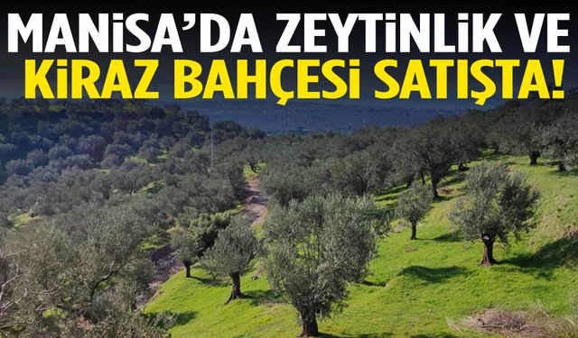 Manisa’da zeytinlik ve kiraz bahçesi satışta