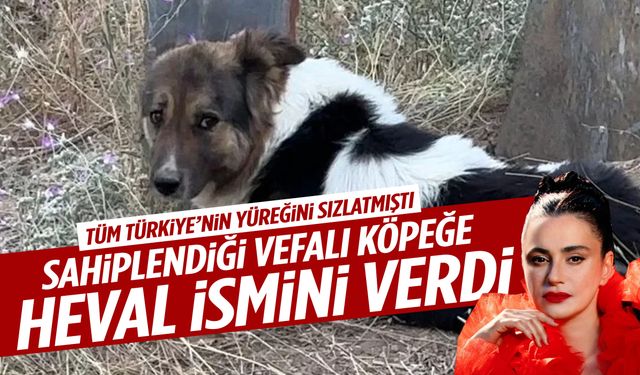 Ceylan Ertem sahiplendiği köpeğin adını Heval koydu