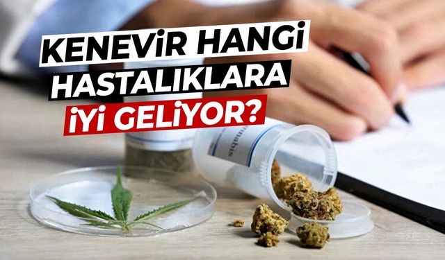 Tıbbi kenevir satışa çıkıyor! Peki, Kenevir hangi hastalıklara iyi geliyor?