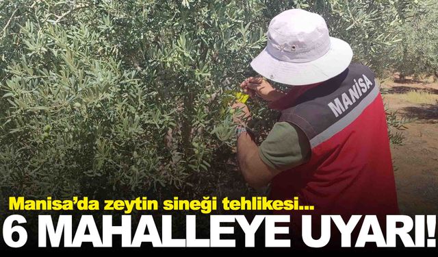 Manisa’da zeytin sineği tehlikesi… Müdürlükten uyarı var!