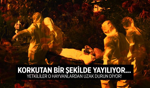 Korkutan bir şekilde yayılıyor... Yetkililer o hayvanlardan uzak durun diyor!
