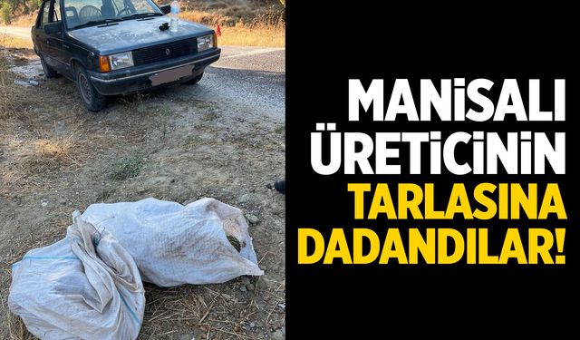 Manisalı üreticinin tarlasına dadandılar!