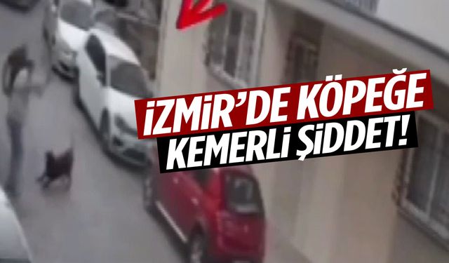 Tepkiler çığ gibi… İzmir’de köpeğe kemerli şiddet