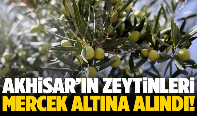 Akhisar’ın zeytinleri mercek altında!