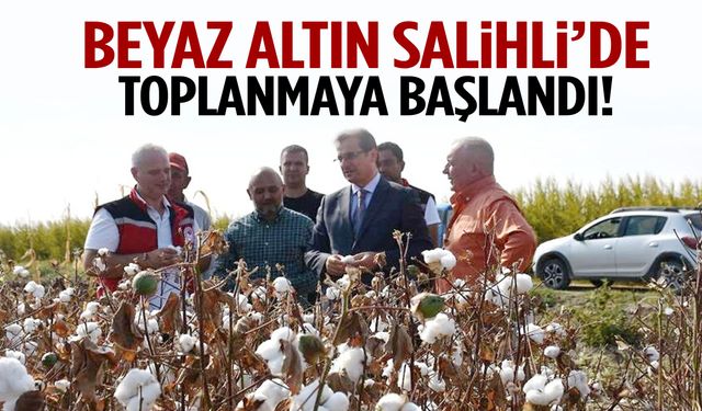 Beyaz altın Salihli’de toplanmaya başlandı!