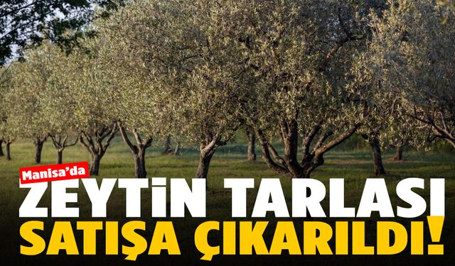 Manisa’da zeytinli tarla satışa çıktı… Alıcılarını bekliyor!