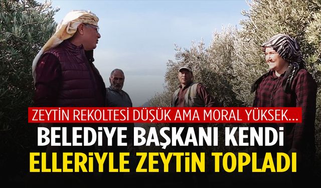 Manisa’da belediye başkanı üreticilerle zeytin topladı!