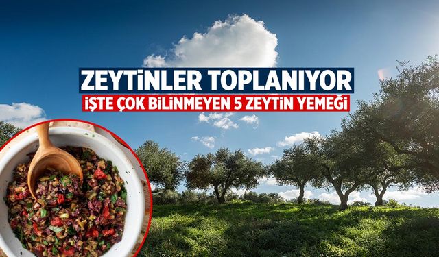Manisa’da Zeytin Hasadı Başladı! İşte Kimsenin Bilmediği 5 Lezzetli Zeytin Yemeği