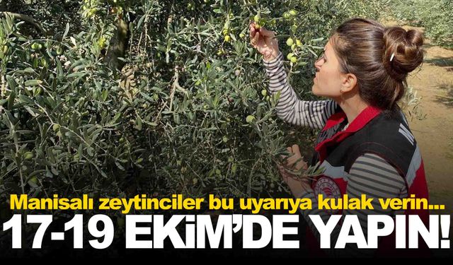 Manisa’da zeytin sineğine karşı acil uyarı: Üreticiler 17-19 Ekim’de ilaçlama yapmalı