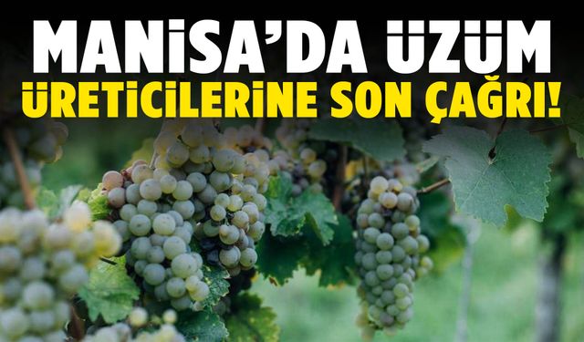 Manisa’da üzüm üreticilerine son çağrı!