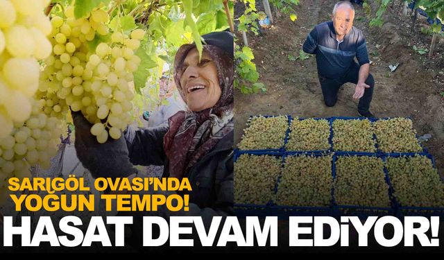 Manisa’da Sultani çekirdeksiz üzüm kışa meydan okuyor