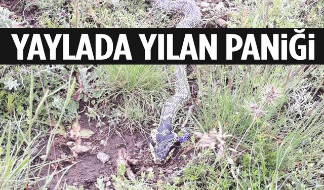 Ege’deki yaylada yılan paniği!