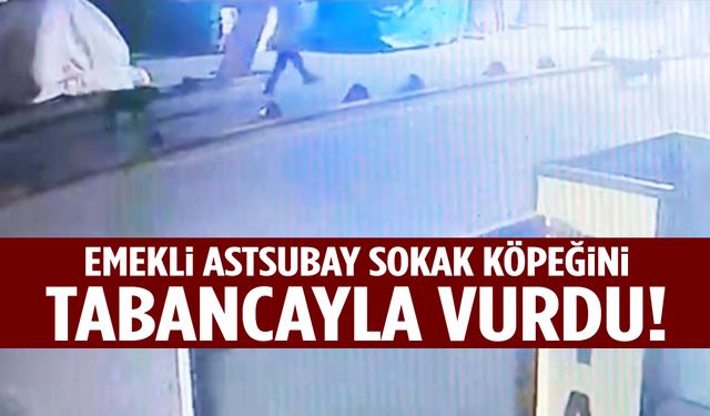 Emekli astsubay sokak köpeğini tabancayla vurdu