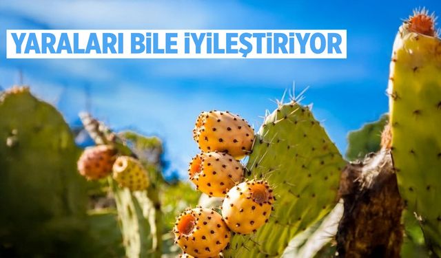 Faydası bitmiyor... Bu meyve yaraları bile iyileştiriyor