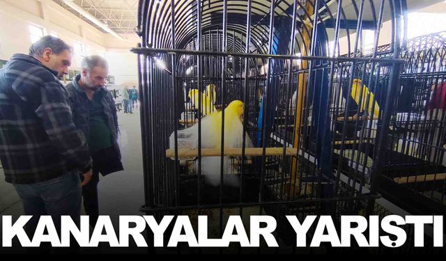 Manisa’da 3 bin kanarya yarıştı: Atatürk Kupası’nda renkli görüntüler