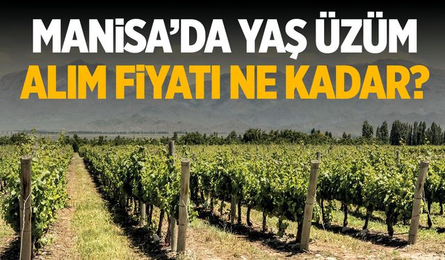 Manisa'da yaş üzüm alım fiyatı ne kadar?