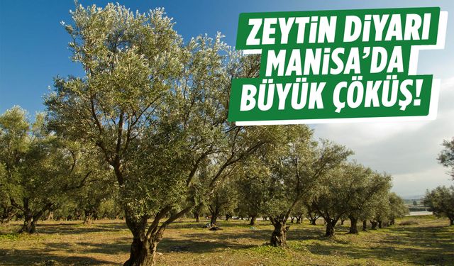 Zeytinin başkenti Manisa’da büyük çöküş… 150 TL’den 95 TL’ye düştü!